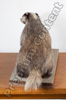 Badger tail photo reference 0010